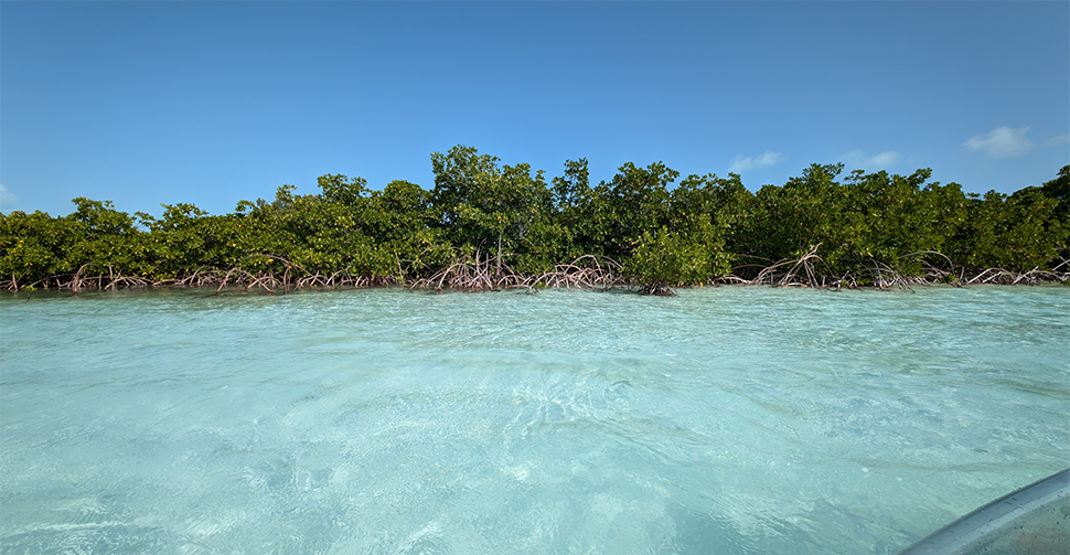 Snorkeling in Turks and Caicos